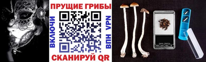 Псилоцибиновые грибы Psilocybine cubensis Сунжа